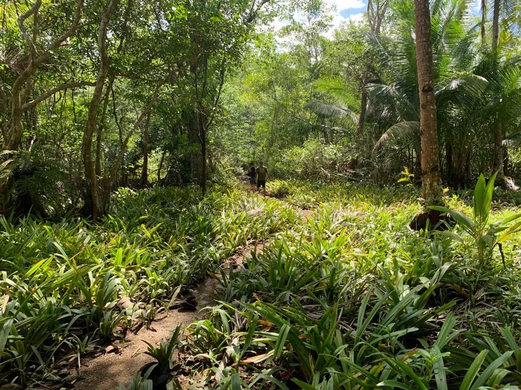 INCREÍBLE PROPIEDAD FRENTE AL MAR EN VENTA, 14 HECTÁREAS (34.59 ACRES); EN PLAYA ROSARIO, PIXVAE.