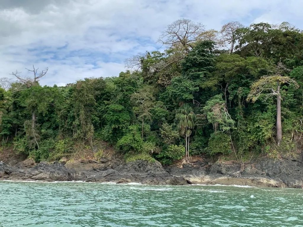 OCEAN FRONT PROPERTY FOR SALE, IN THE DISTRICT OF CHIMAN, REGION OF GONZALO VASQUEZ, IN PUNTA PEDERNALES; 11.5 HECTARES (28.417 ACRES)
