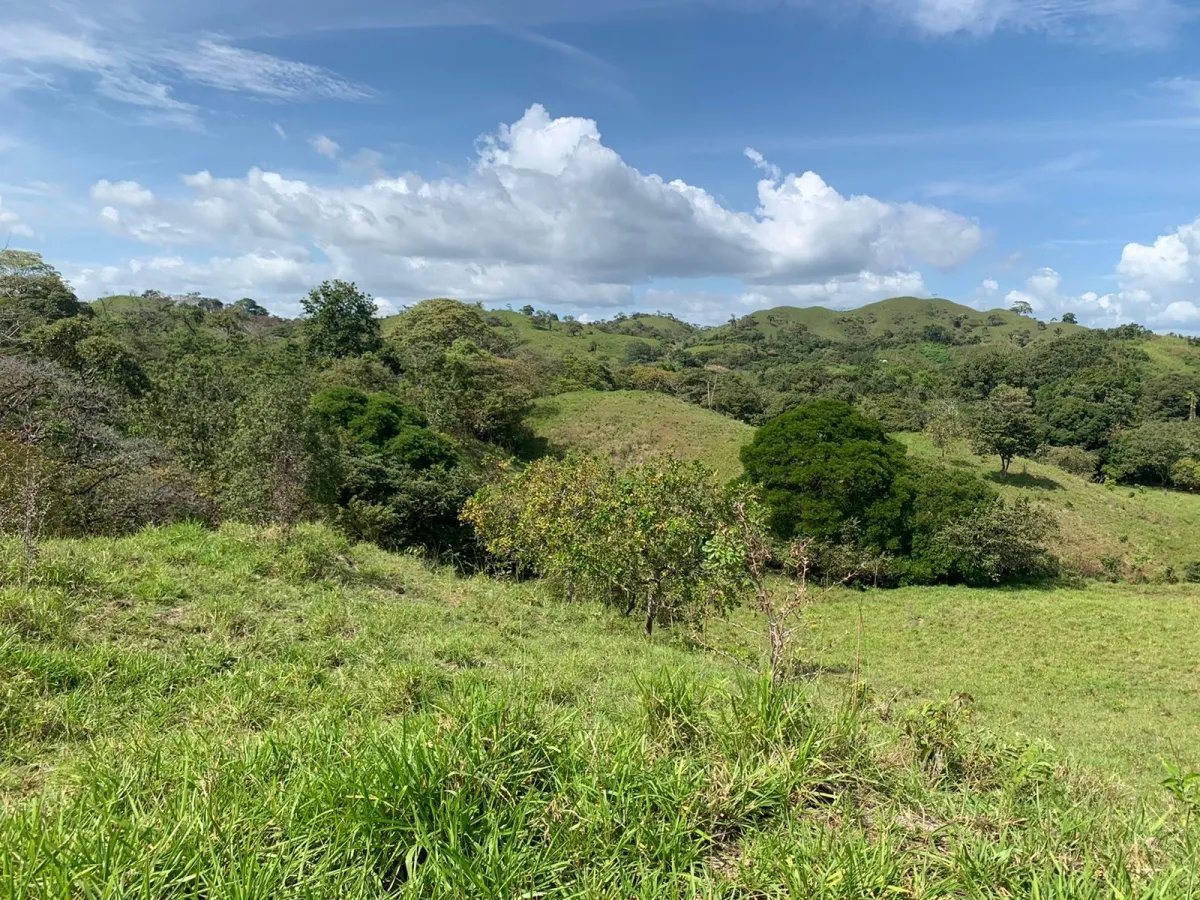 FOR SALE 105 HECTARES (259.46 ACRES) WITH SPECTACULAR VIEWS, THE MAIN ROAD, SANTA CATALINA-HICACO.