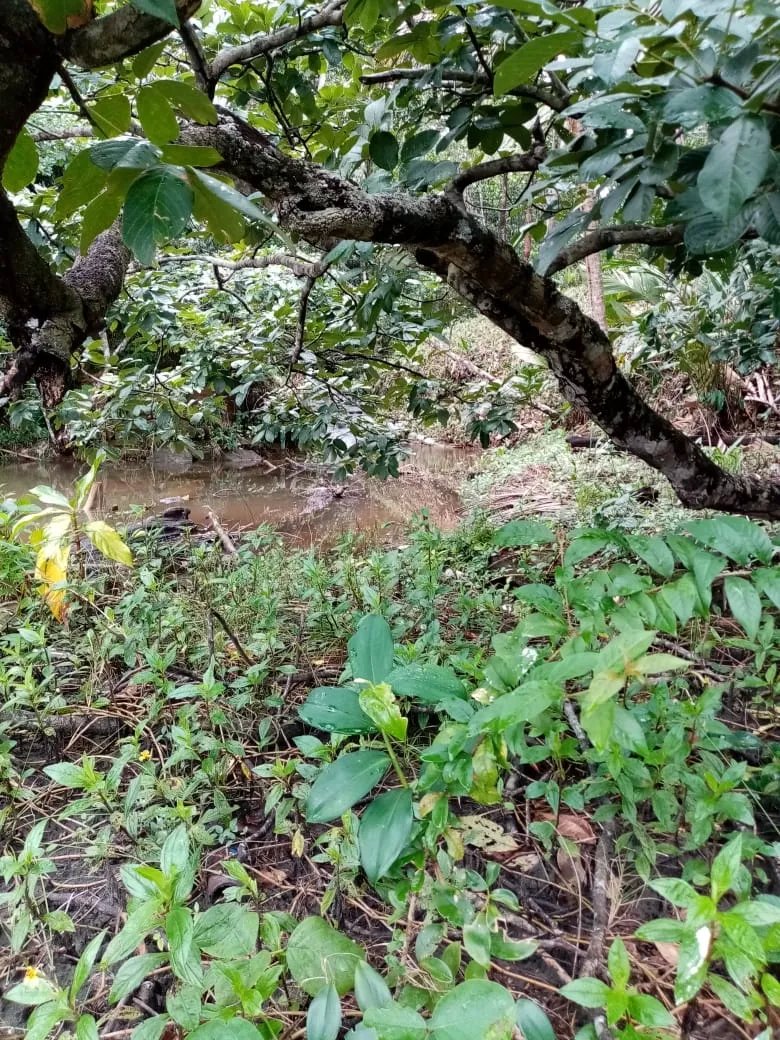 BEACHFRONT PROPERTY FOR SALE, LOCATED ON THE BEACH OF EL BARCO BEJUCO,...