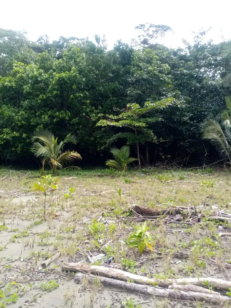 BEACHFRONT PROPERTY FOR SALE, LOCATED ON THE BEACH OF EL BARCO BEJUCO, CALOVEBORA, SANTA FÉ DISTRICT 42 HA (103.78 ACRES).