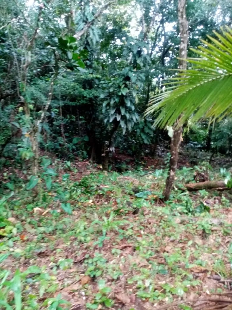 BEACHFRONT PROPERTY FOR SALE, LOCATED ON THE BEACH OF EL BARCO BEJUCO, CALOVEBORA, SANTA FÉ DISTRICT 42 HA (103.78 ACRES).