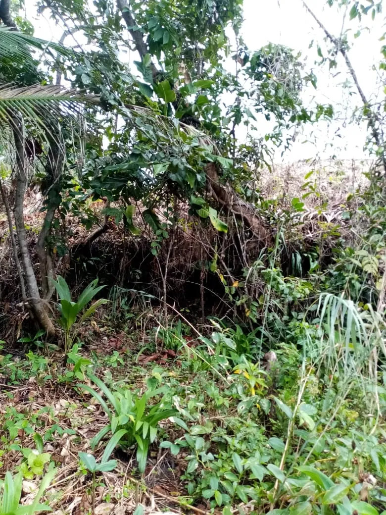 SE VENDE PROPIEDAD FRENTE AL MAR, UBICADA EN LA PLAYA EL BARCO BEJUCO, CALOVEBORA, DISTRITO DE SANTA FÉ 42 HA (103.78 ACRES).