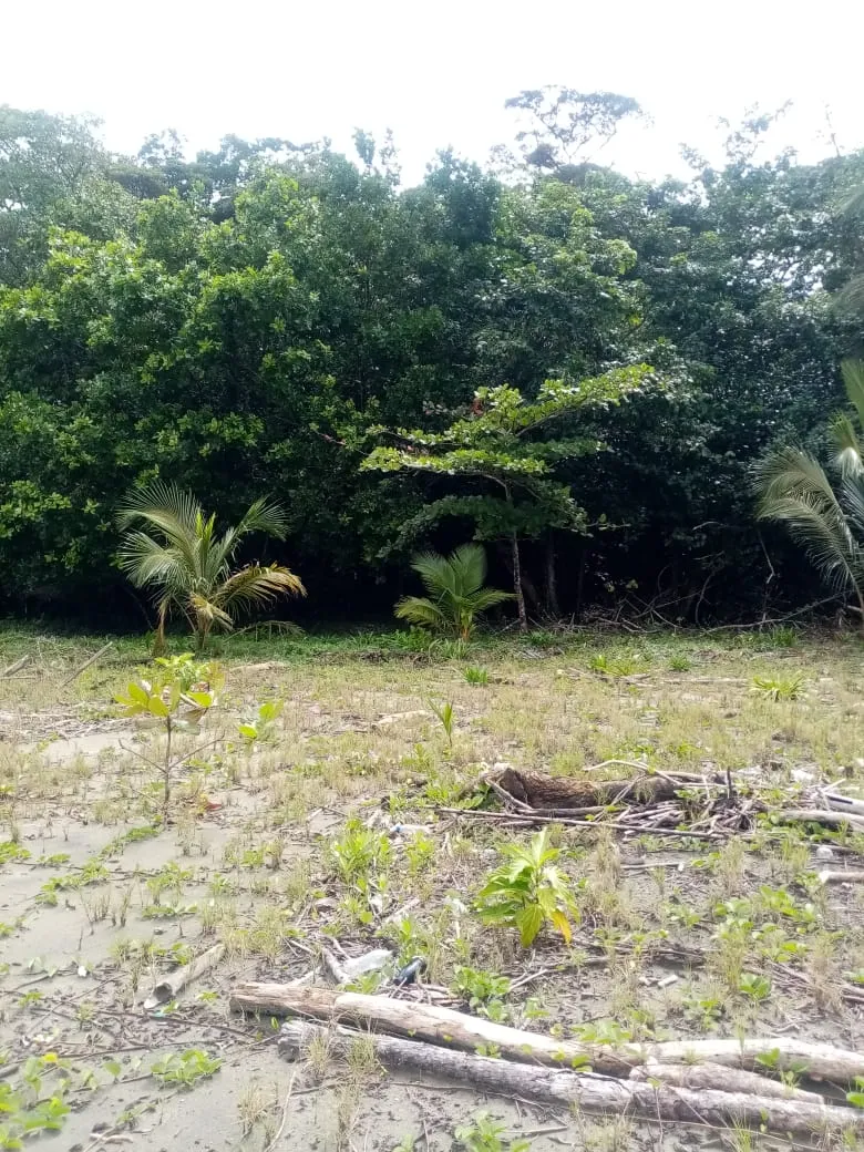SE VENDE PROPIEDAD FRENTE AL MAR, UBICADA EN LA PLAYA EL BARCO BEJUCO, CALOVEBORA, DISTRITO DE SANTA FÉ 42 HA (103.78 ACRES).