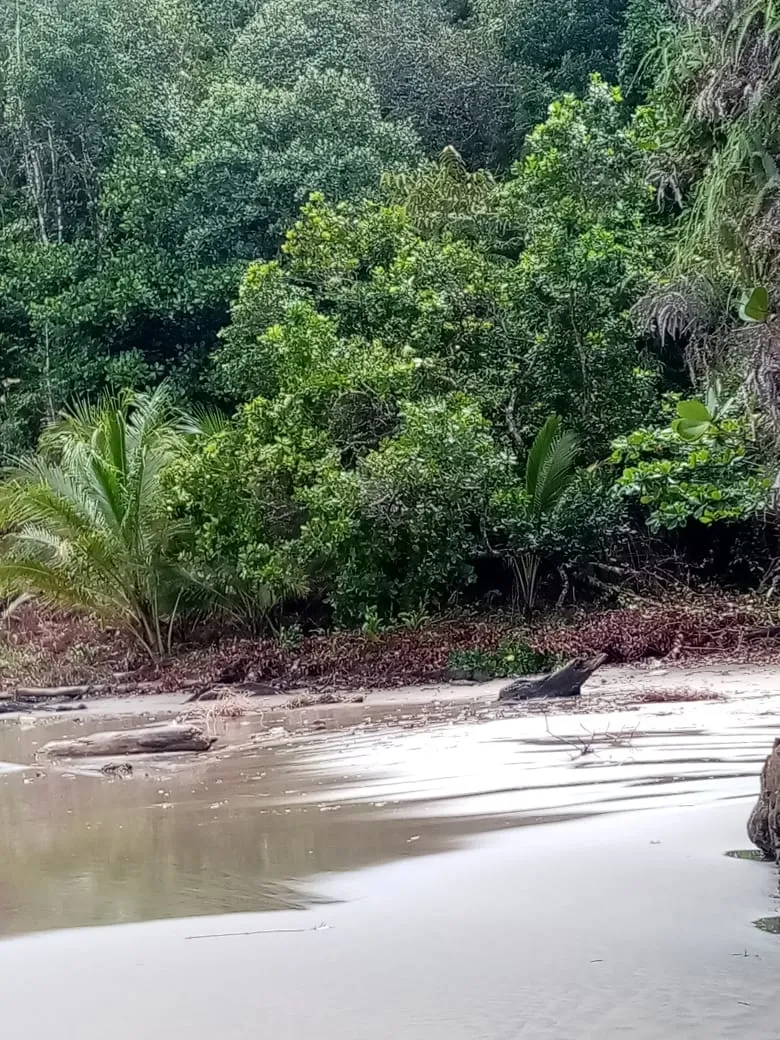 SE VENDE PROPIEDAD FRENTE AL MAR, UBICADA EN LA PLAYA EL BARCO BEJUCO, CALOVEBORA, DISTRITO DE SANTA FÉ 42 HA (103.78 ACRES).