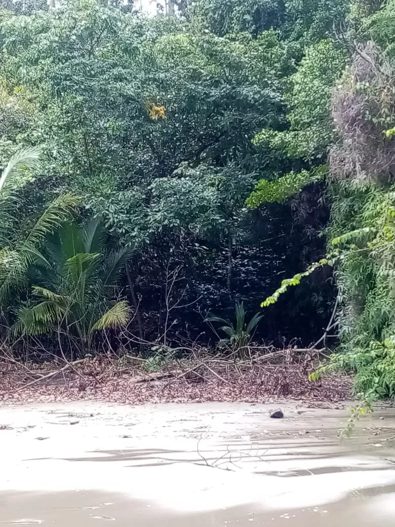 SE VENDE PROPIEDAD FRENTE AL MAR, UBICADA EN LA PLAYA EL BARCO BEJUCO, CALOVEBORA, DISTRITO DE SANTA FÉ 42 HA (103.78 ACRES).