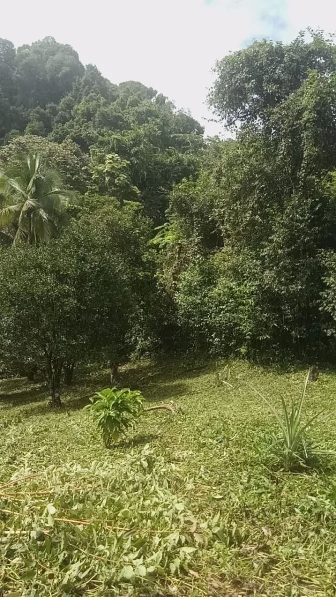 PROPERTY FOR SALE IN PLAYA NARANJITO 14.5 HECTARES (35.83 ACRES), PUER...