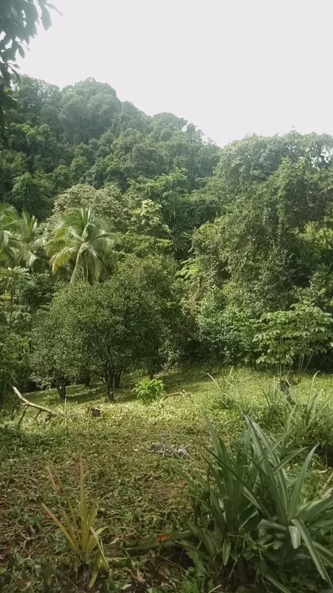 PROPERTY FOR SALE IN PLAYA NARANJITO 14.5 HECTARES (35.83 ACRES), PUER...