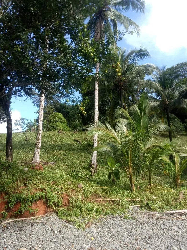 PROPERTY FOR SALE IN PLAYA NARANJITO 14.5 HECTARES (35.83 ACRES), PUER...