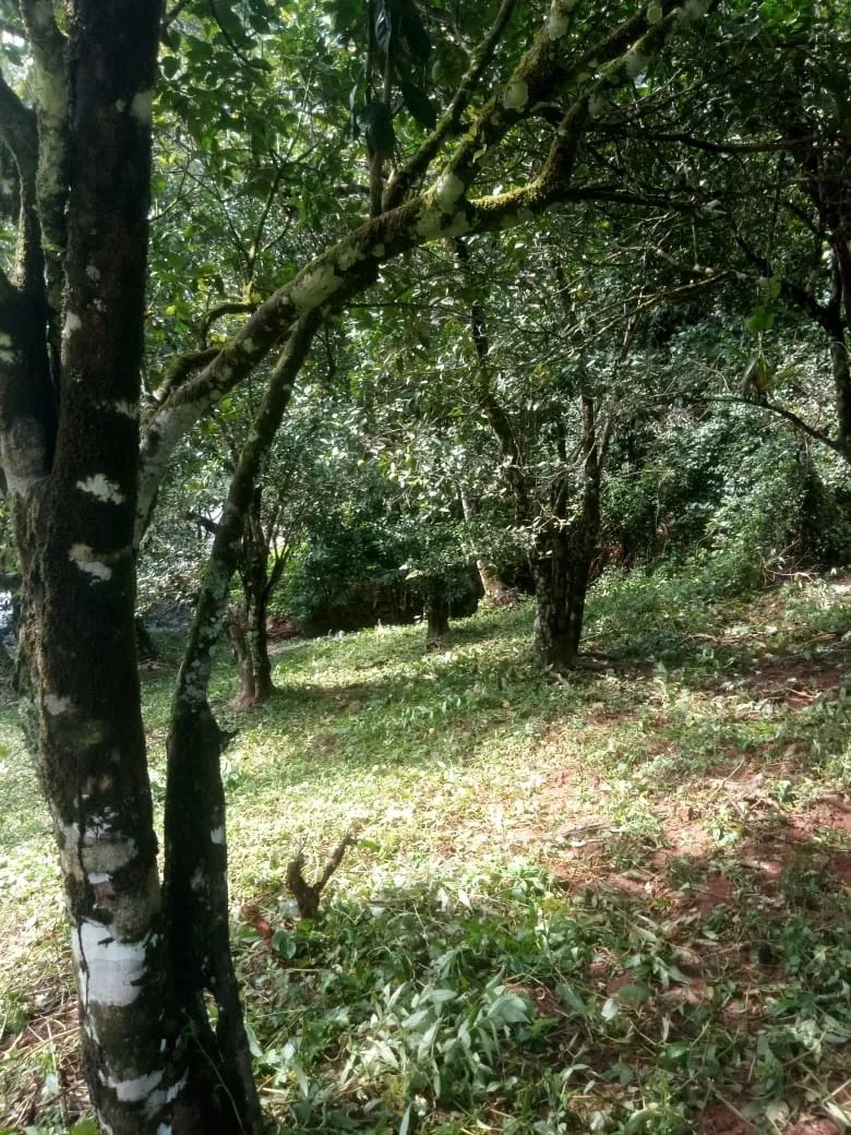 PROPERTY FOR SALE IN PLAYA NARANJITO 14.5 HECTARES (35.83 ACRES), PUERTO ESCONDIDO; NEAR TO THE PLAYA ARRIMADERO, SONÁ