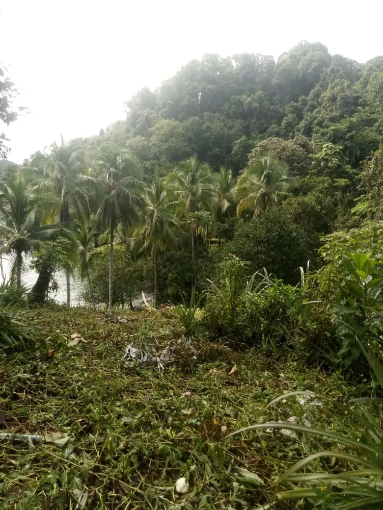 PROPERTY FOR SALE IN PLAYA NARANJITO 14.5 HECTARES (35.83 ACRES), PUERTO ESCONDIDO; NEAR TO THE PLAYA ARRIMADERO, SONÁ