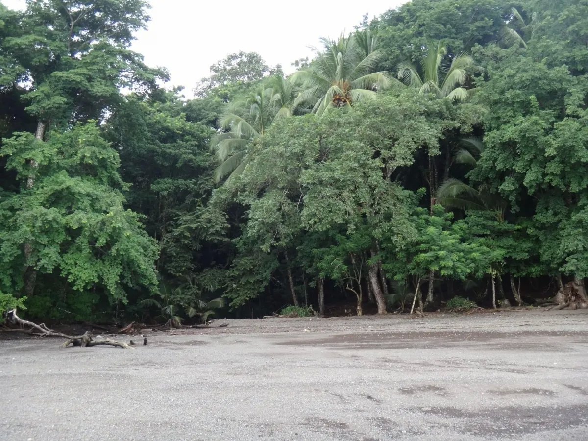 PROPERTY FOR SALE IN ISLA GOBERNADORA, VERAGUAS. 2.5 HECTARES (6.17 ACRES). OCEAN FRONT PROPERTY