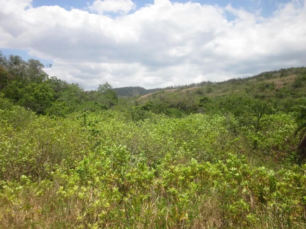 PROPERTY FOR SALE IN SANTA FE, VERAGUAS. 39 HECTARES (96.37 ACRES).