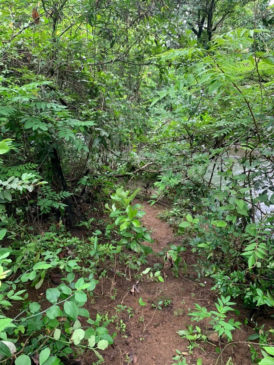 PROPERTY FOR SALE IN SANTA FE, VERAGUAS. 39 HECTARES (96.37 ACRES).