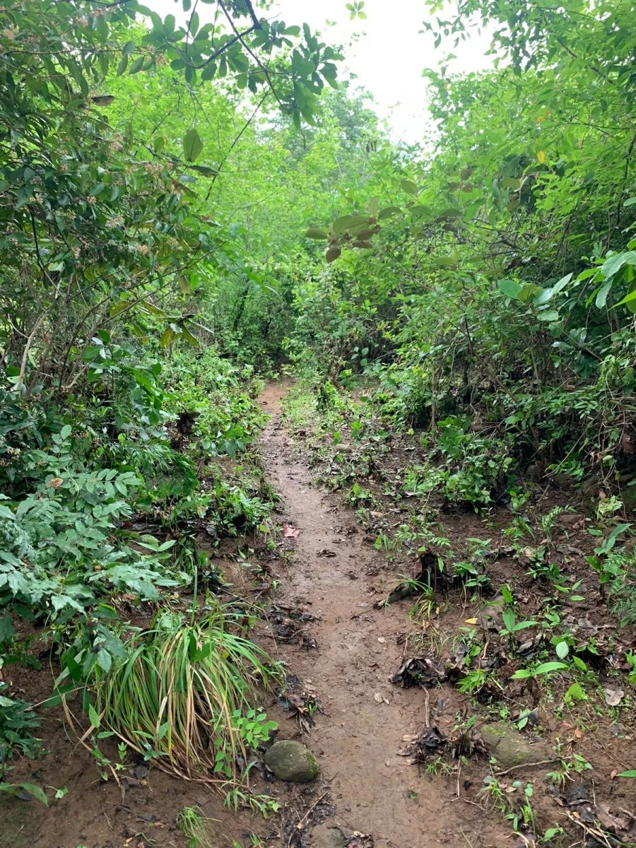 PROPERTY FOR SALE IN SANTA FE, VERAGUAS. 39 HECTARES (96.37 ACRES).