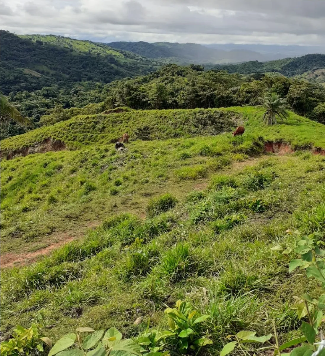 GRAN PROPIEDAD EN VENTA, EN SONA, VERAGUAS. 410 HECTÁREAS (1.013,13 ACRES).