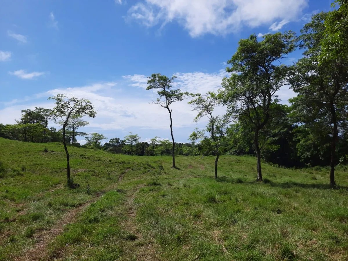 INCREDIBLE PROPERTY OF 3 HECTARES (7.413 ACRES) FOR SALE, IN SANTA CATALINA, VERAGUAS.