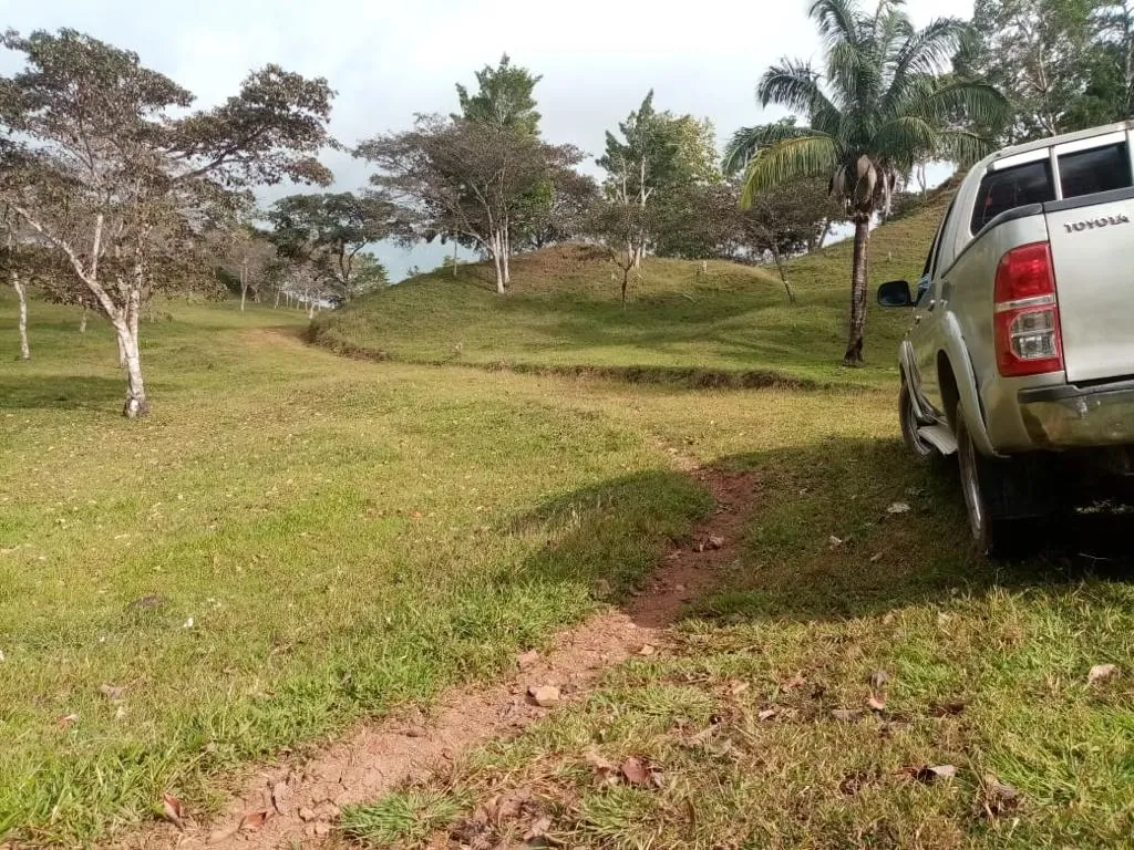 ESPECTACULAR FINCA EN VENTA EN PENONOME, 99 HECTÁREAS.