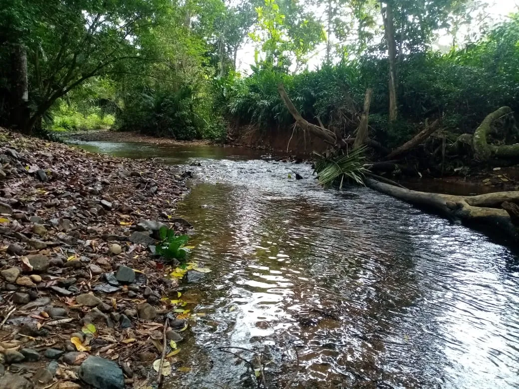 ESPECTACULAR FINCA EN VENTA EN PENONOME, 99 HECTÁREAS.