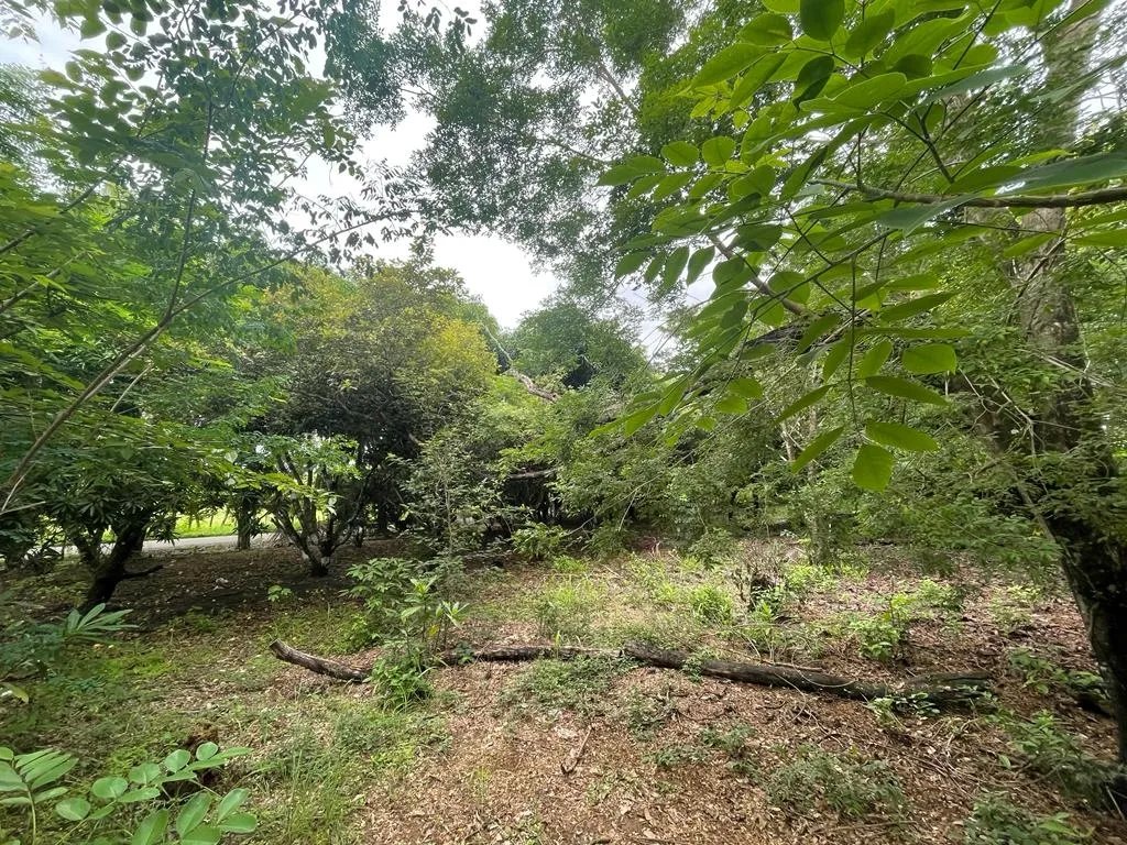 PROPERTY OF GREAT POTENTIAL FOR SALE ON THE EDGE OF MAIN STREET, IN HICACO, SANTA CATALINA, VERAGUAS. OF 13,000 SQUARE METERS (3.212 ACRES).