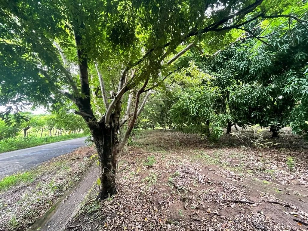 PROPERTY OF GREAT POTENTIAL FOR SALE ON THE EDGE OF MAIN STREET, IN HICACO, SANTA CATALINA, VERAGUAS. OF 13,000 SQUARE METERS (3.212 ACRES).