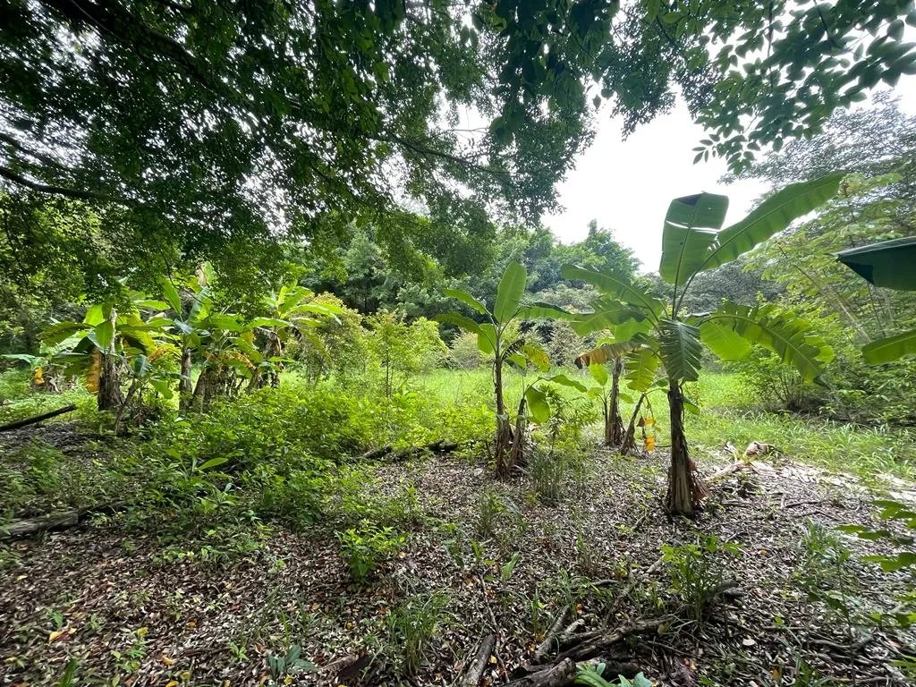 PROPERTY OF GREAT POTENTIAL FOR SALE ON THE EDGE OF MAIN STREET, IN HICACO, SANTA CATALINA, VERAGUAS. OF 13,000 SQUARE METERS (3.212 ACRES).