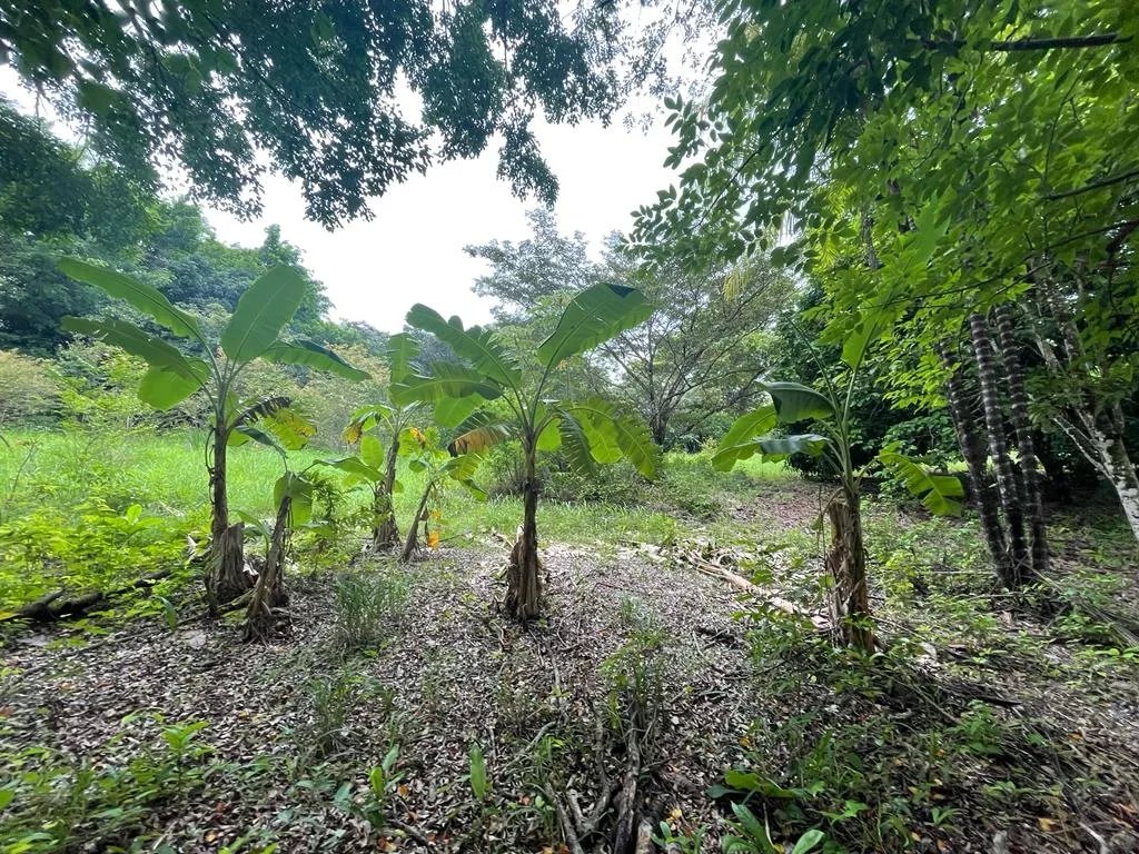 PROPERTY OF GREAT POTENTIAL FOR SALE ON THE EDGE OF MAIN STREET, IN HICACO, SANTA CATALINA, VERAGUAS. OF 13,000 SQUARE METERS (3.212 ACRES).