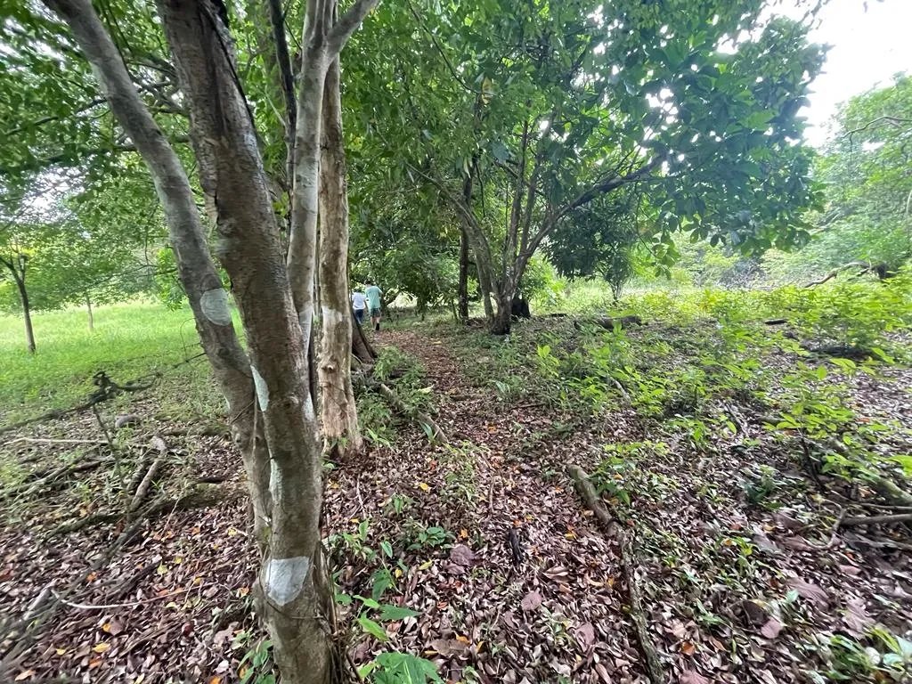 PROPERTY OF GREAT POTENTIAL FOR SALE ON THE EDGE OF MAIN STREET, IN HICACO, SANTA CATALINA, VERAGUAS. OF 13,000 SQUARE METERS (3.212 ACRES).