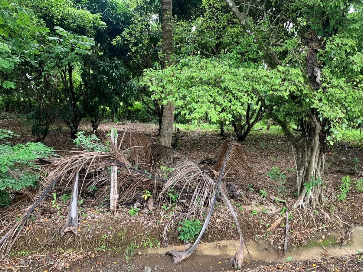 PROPERTY OF GREAT POTENTIAL FOR SALE ON THE EDGE OF MAIN STREET, IN HICACO, SANTA CATALINA, VERAGUAS. OF 13,000 SQUARE METERS (3.212 ACRES).