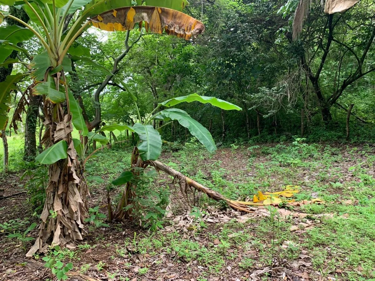 PROPERTY OF GREAT POTENTIAL FOR SALE ON THE EDGE OF MAIN STREET, IN HICACO, SANTA CATALINA, VERAGUAS. OF 13,000 SQUARE METERS (3.212 ACRES).