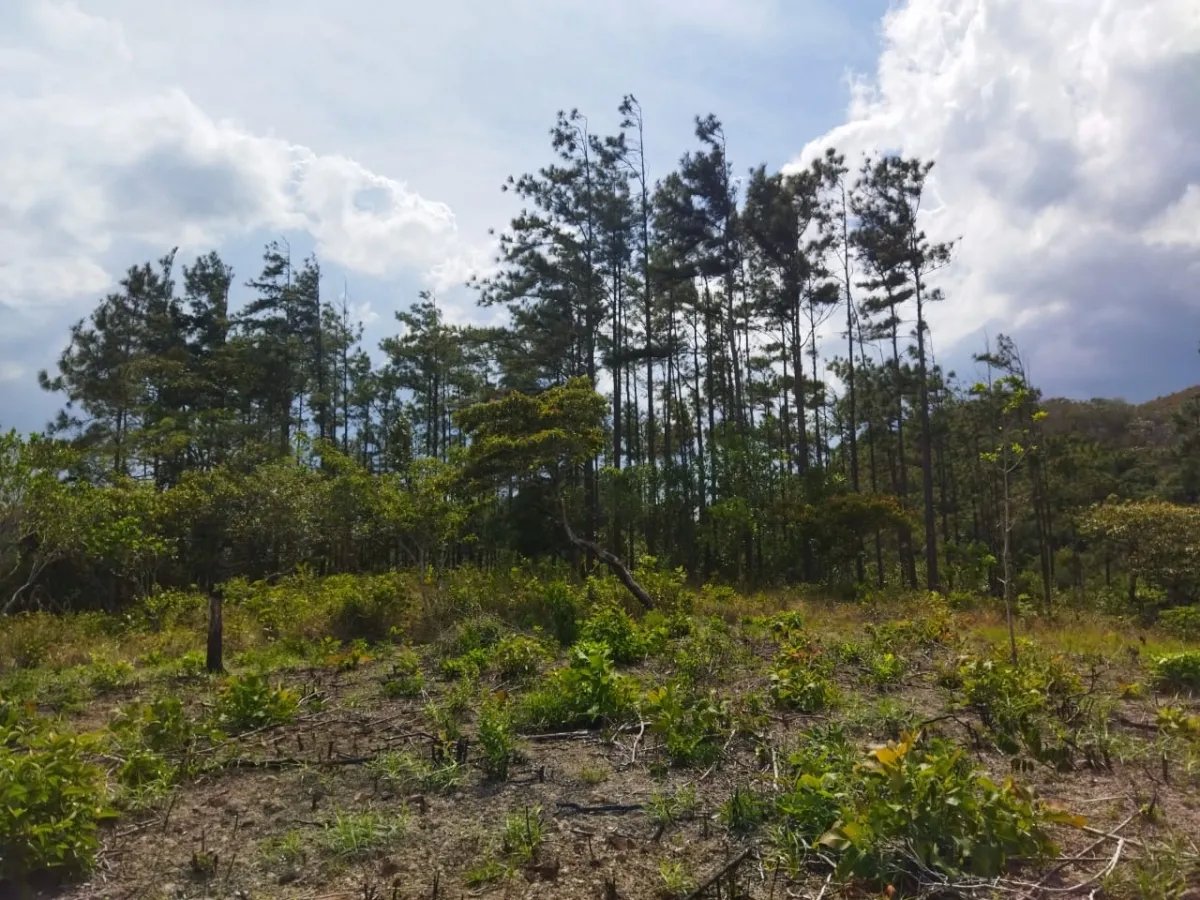 PROPERTY FOR SALE ON THE EDGE OF PAVED ROAD, IN THE REGION OF PENONOME. OF 1.1 HECTAREAS (2.71 ACRES)