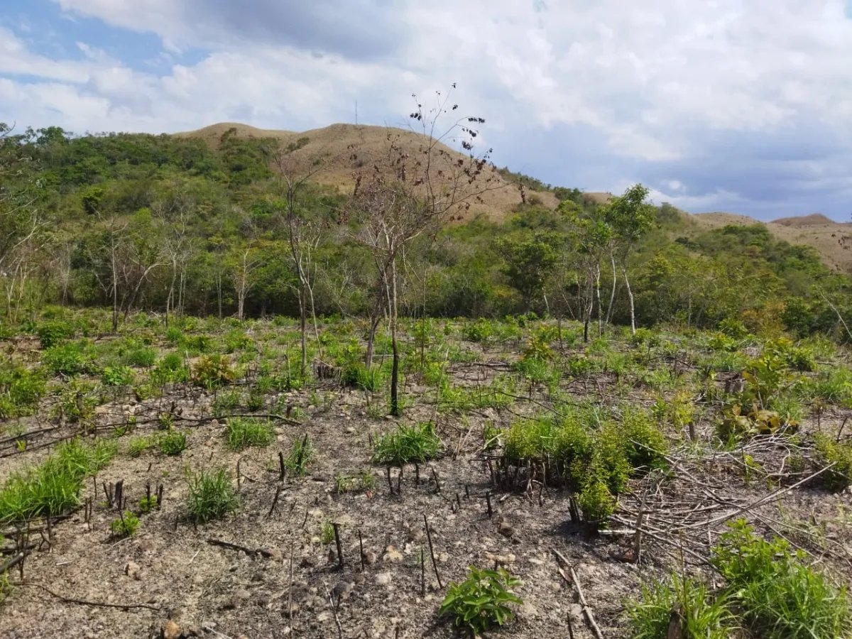 PROPERTY FOR SALE ON THE EDGE OF PAVED ROAD, IN THE REGION OF PENONOME. OF 1.1 HECTAREAS (2.71 ACRES)