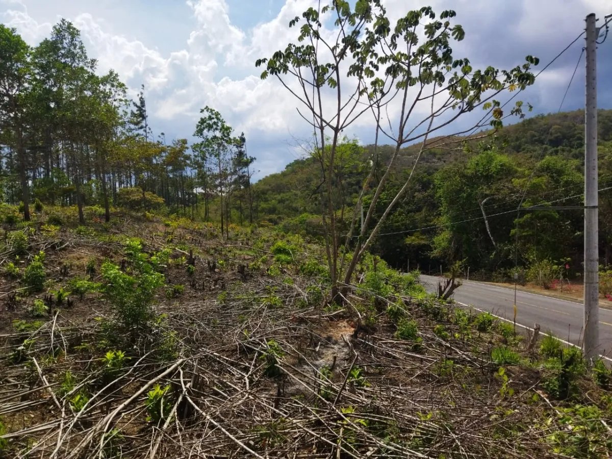 PROPERTY FOR SALE ON THE EDGE OF PAVED ROAD, IN THE REGION OF PENONOME. OF 1.1 HECTAREAS (2.71 ACRES)