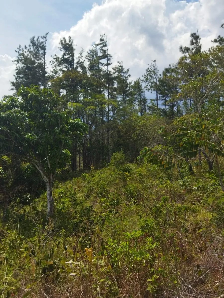 PROPERTY FOR SALE ON THE EDGE OF PAVED ROAD, IN THE REGION OF PENONOME. OF 1.1 HECTAREAS (2.71 ACRES)