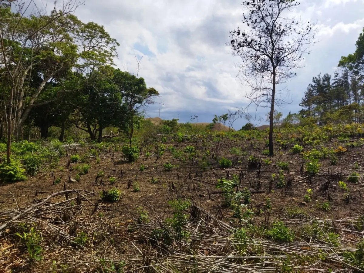 PROPERTY FOR SALE ON THE EDGE OF PAVED ROAD, IN THE REGION OF PENONOME. OF 1.1 HECTAREAS (2.71 ACRES)