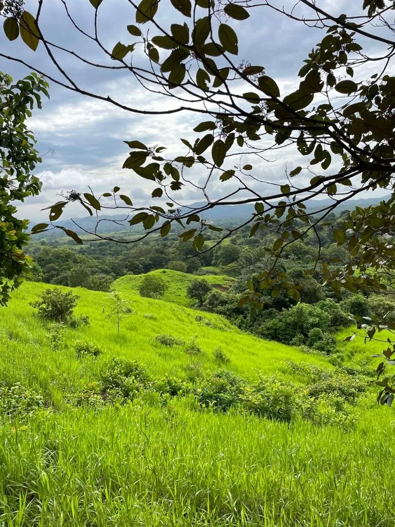 PROPERTY FOR SALE IN SONÁ, VERAGUAS. OF GREAT LENGTH 169 HA (417.60 ACRES).