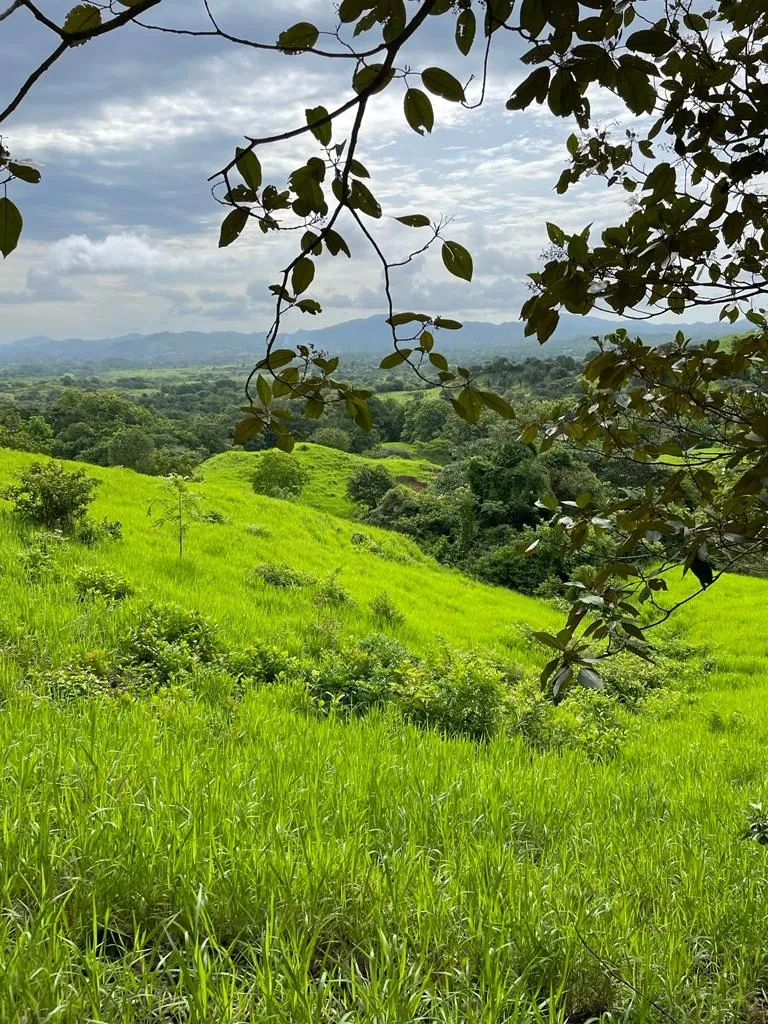 PROPIEDAD EN VENTA EN SONÁ, VERAGUAS. DE GRAN EXTENSIÓN 169 HA (417.60 ACRES).