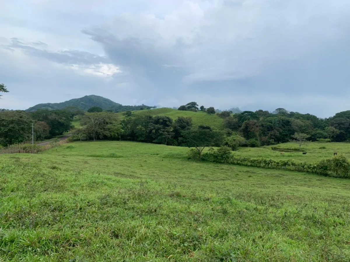 INCREIBLE FINCA EN VENTA ENTRE BUCARO Y PLAYA GUANICO DE 33 HECTAREAS ...