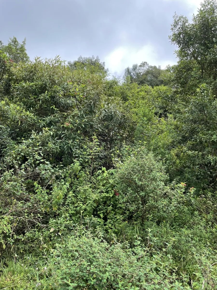 Perfect land for family compound in the highlands overlooking Volcán