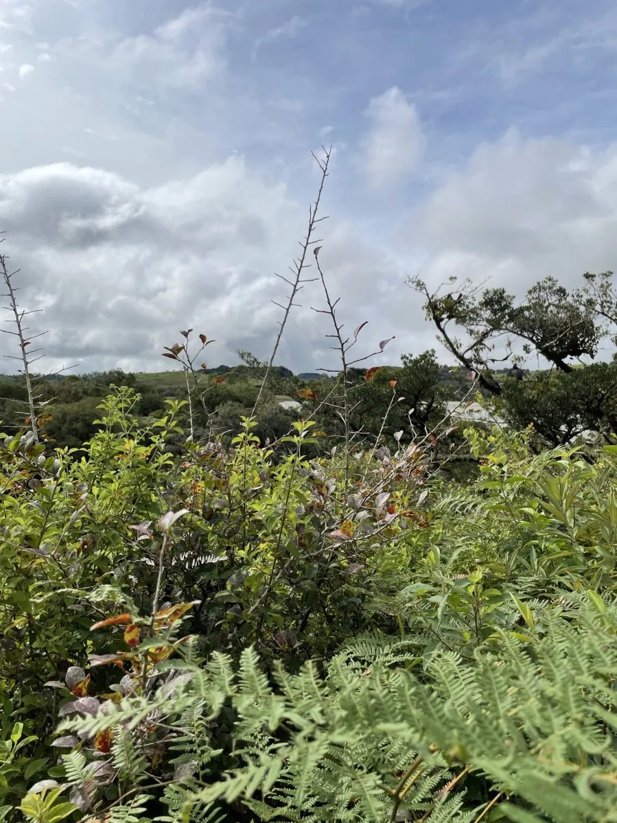 Perfect land for family compound in the highlands overlooking Volcán