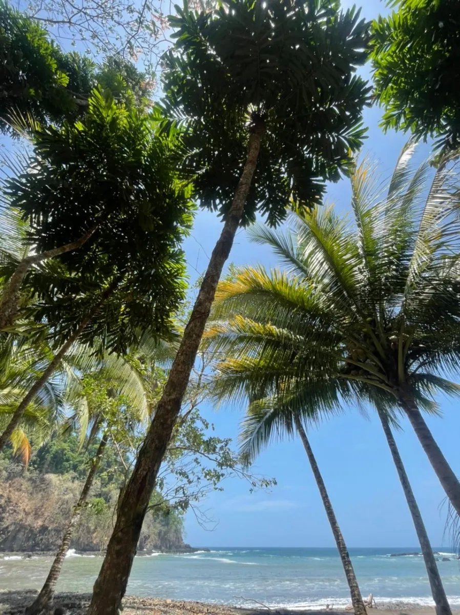 Propiedades de Bosque y Playa en Panamá para la venta; Mata Palo, Cerr...