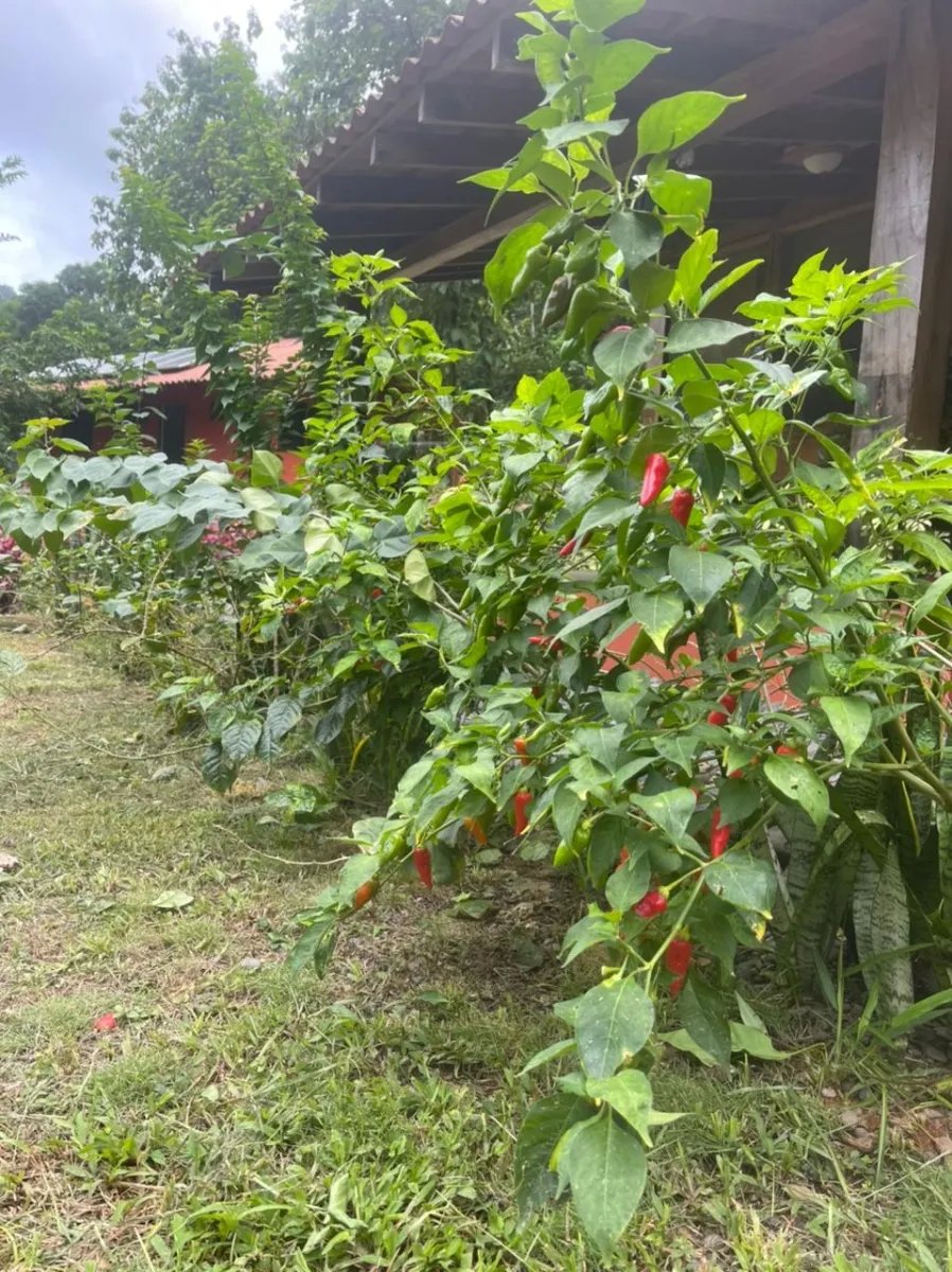 Panama Forest & Beach Properties for sale; Mata Palo, Cerro Hoya. Veraguas.
