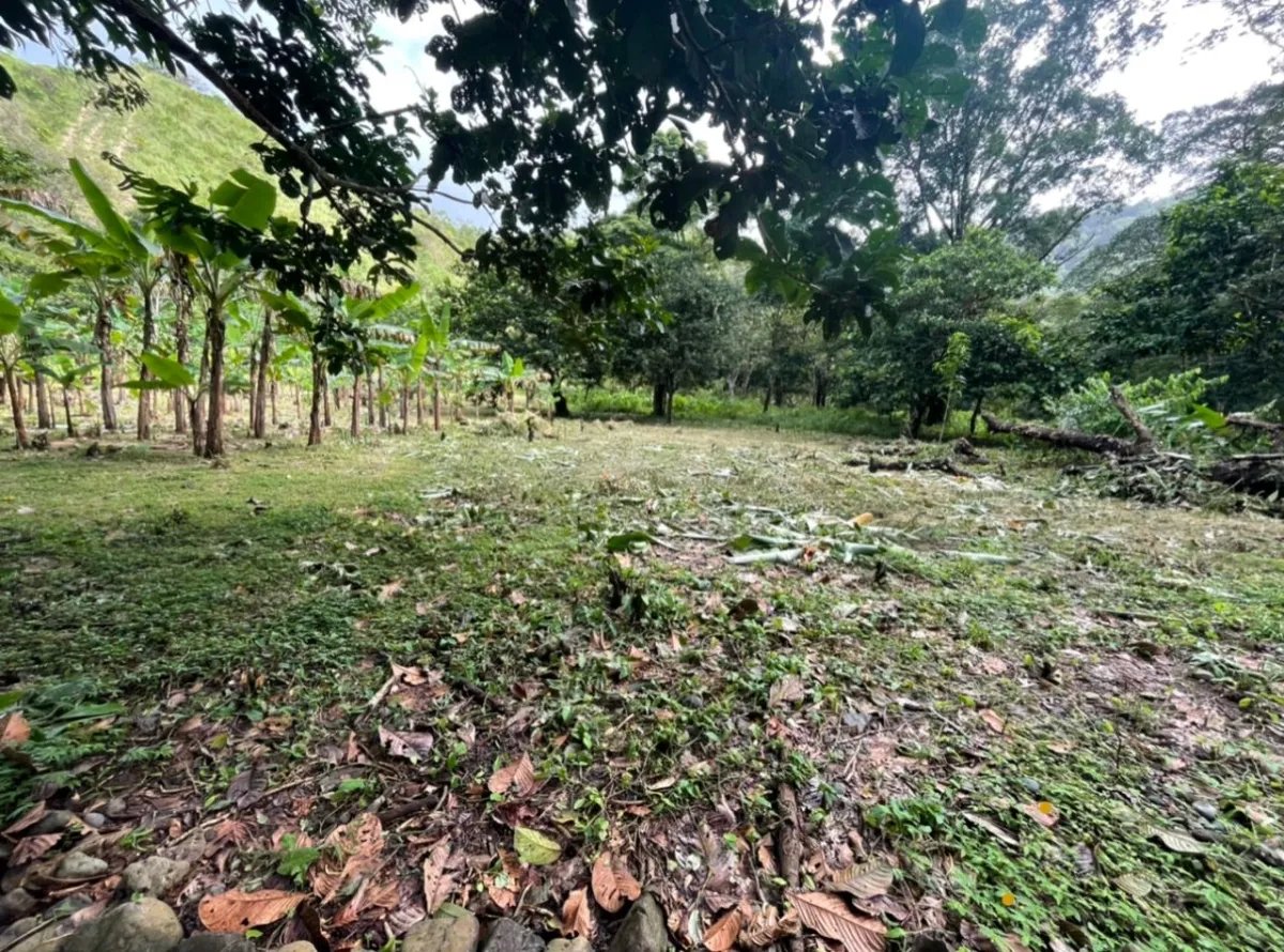 Panama Forest & Beach Properties for sale; Mata Palo, Cerro Hoya. Veraguas.