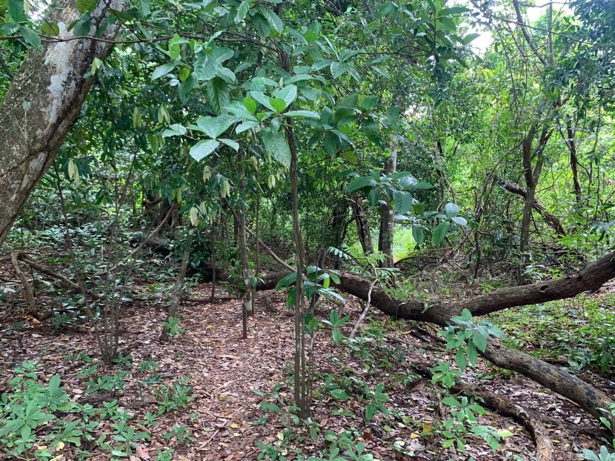 Terreno à Venda em Santa Catalina