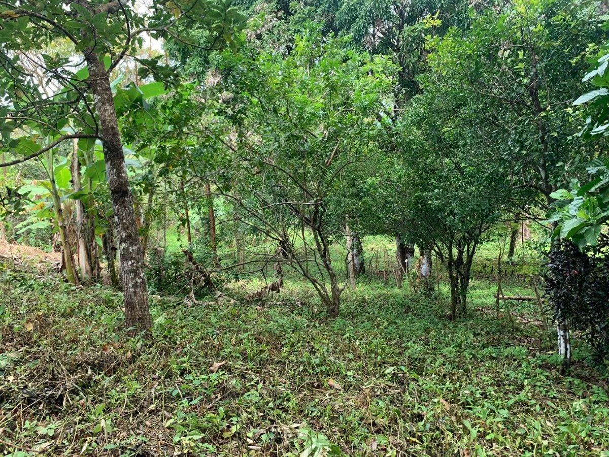 Terreno à Venda em Santa Catalina