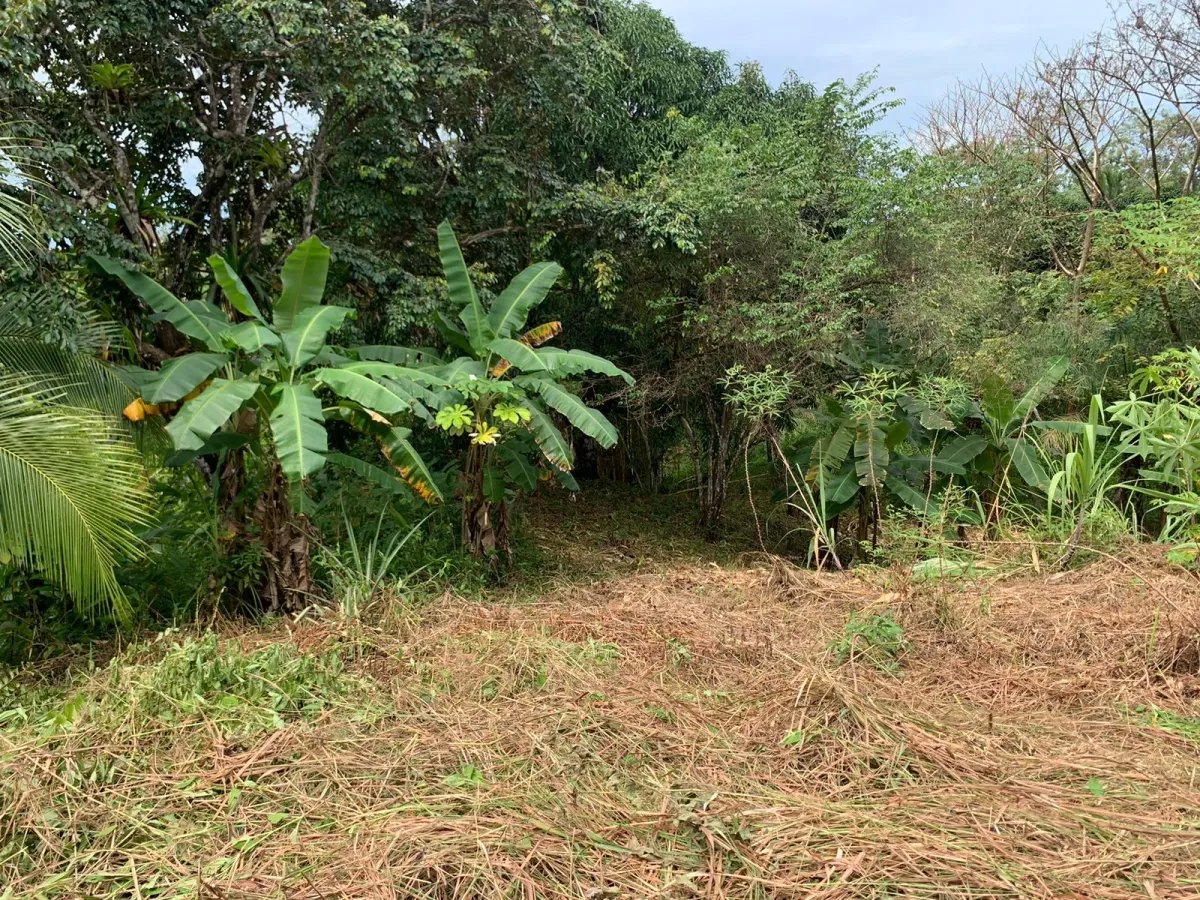 Terreno à Venda em Santa Catalina