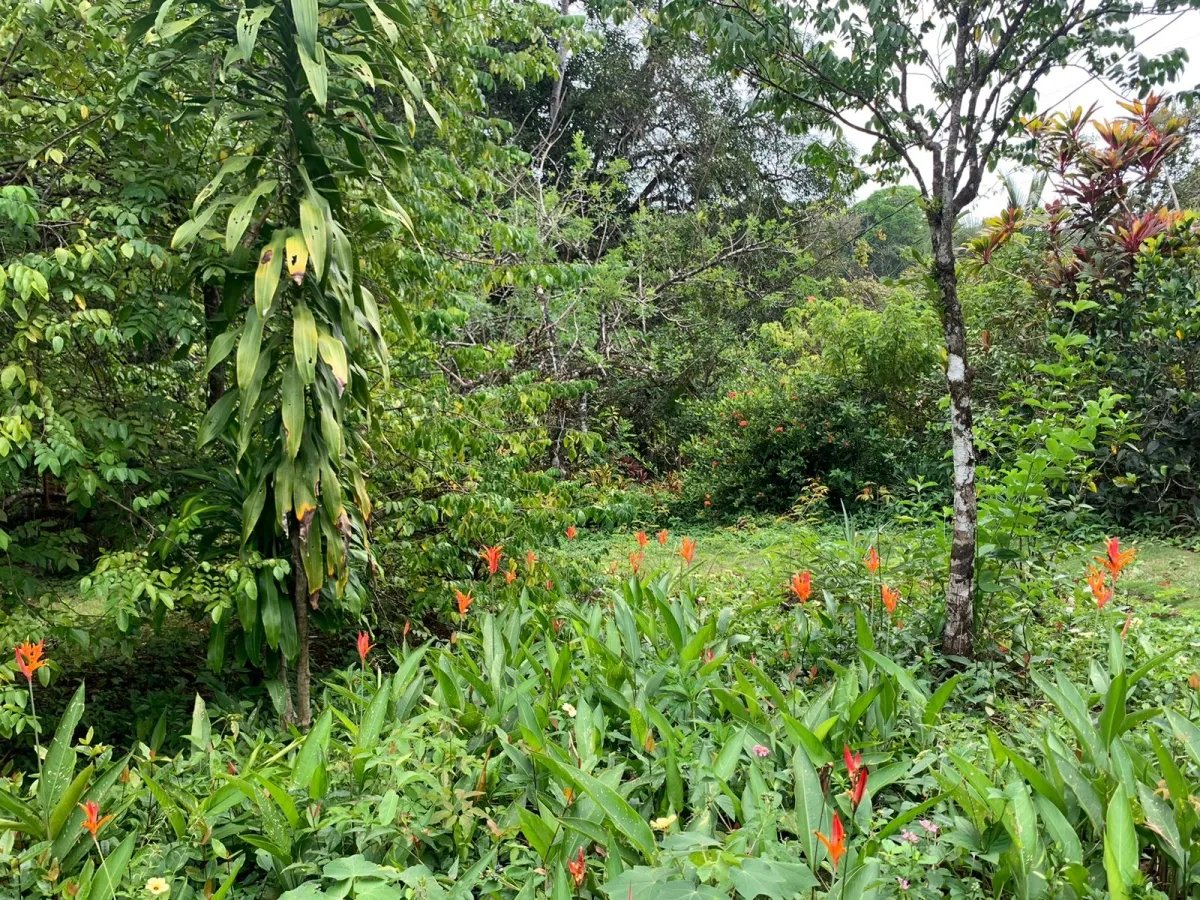 Terreno à Venda em Santa Catalina