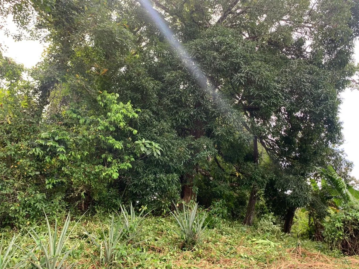 Terreno à Venda em Santa Catalina