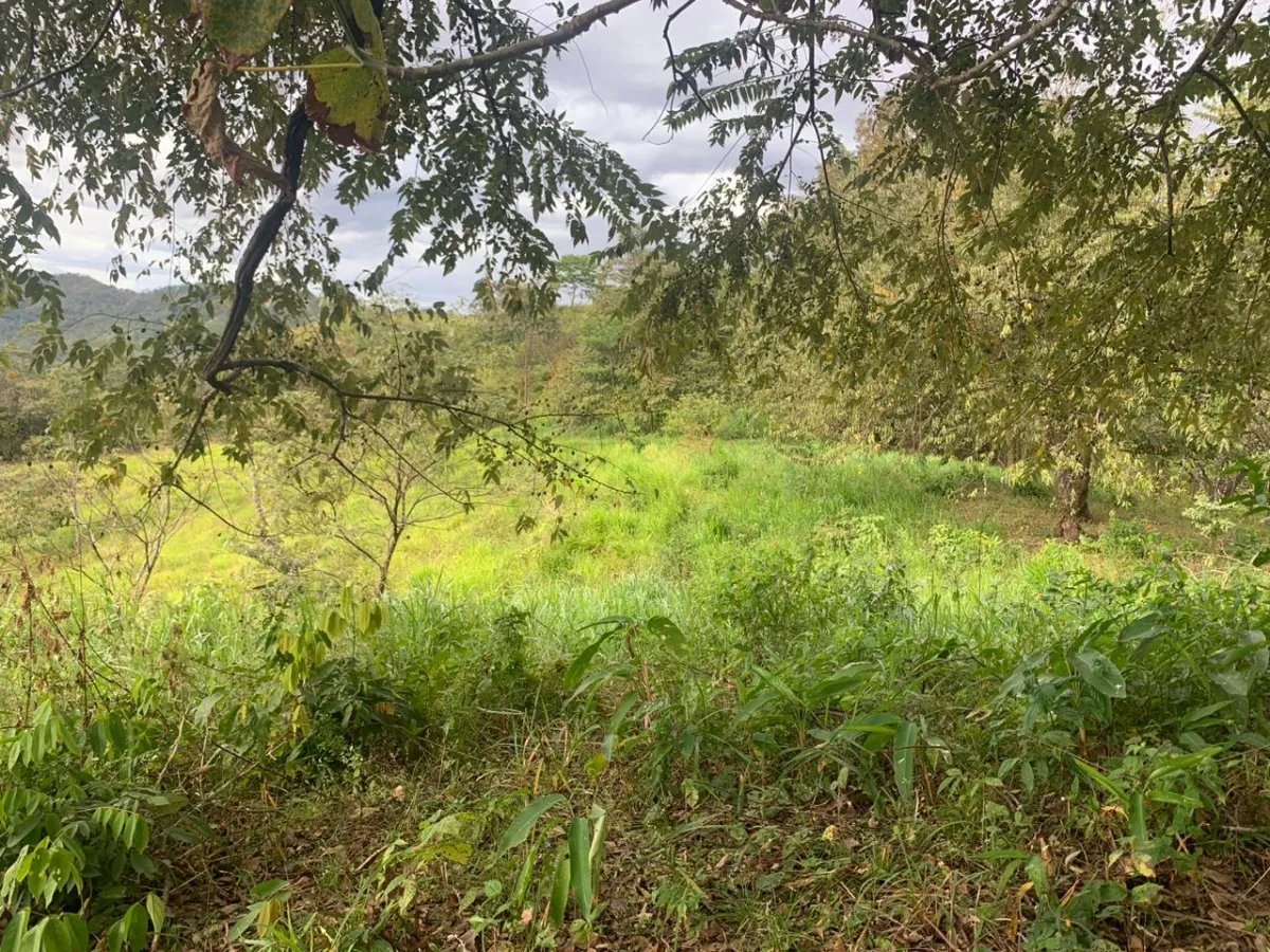 INCREDIBLE OPPORTUNITY TO BUY A LOT OF LAND FOR AN EXCELLENT PRICE. 19 HECTARES (46.95 ACRES) SAN LORENZO, VERAGUAS