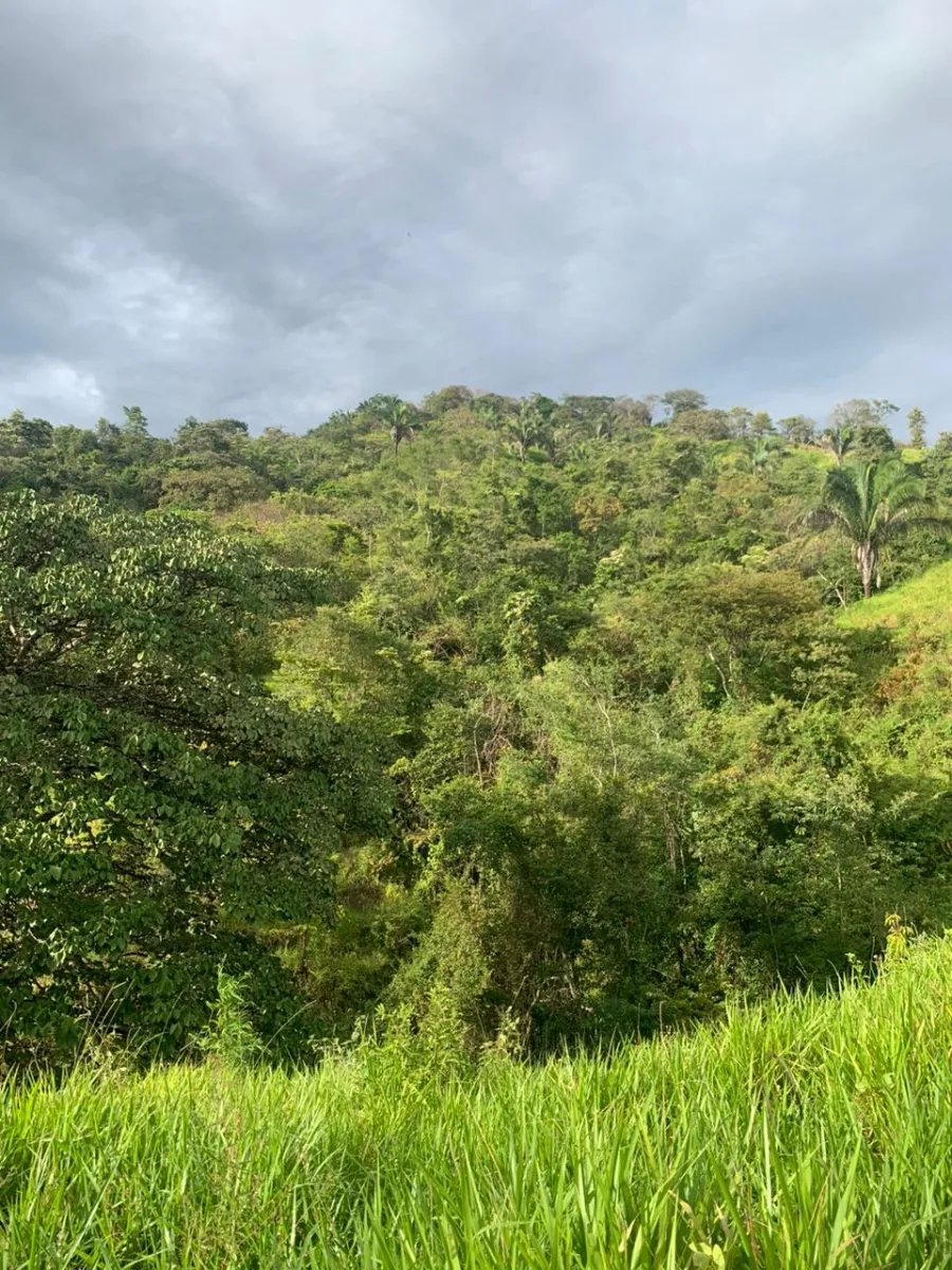 INCREDIBLE OPPORTUNITY TO BUY A LOT OF LAND FOR AN EXCELLENT PRICE. 19 HECTARES (46.95 ACRES) SAN LORENZO, VERAGUAS